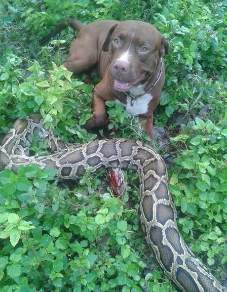 尼加拉瓜吃蟒蛇,探寻神秘蟒蛇美食之旅