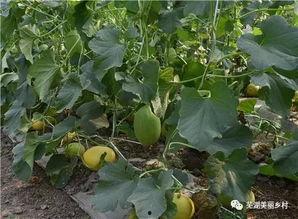 福利海外吃瓜,一场别开生面的吃瓜盛宴