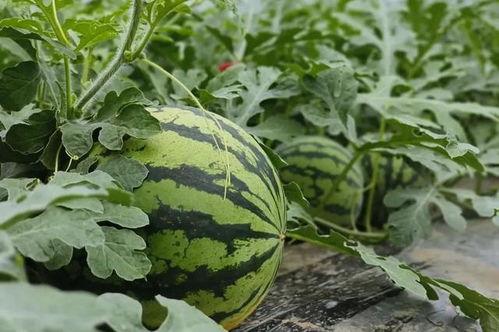 花一吃瓜,揭秘娱乐圈那些不为人知的幕后故事