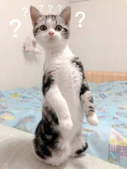 猫咪吃瓜被噶,瓜皮成“杀手”引关注