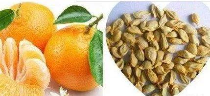 吃梨瓜不吐籽,美味无负担