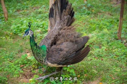 扇衣服逗孔雀吃瓜