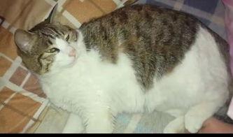 四只猫吃瓜,四猫瓜界风云录