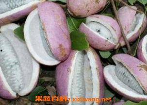 恩施吃瓜事件始末,一场网络舆论的风暴与反思